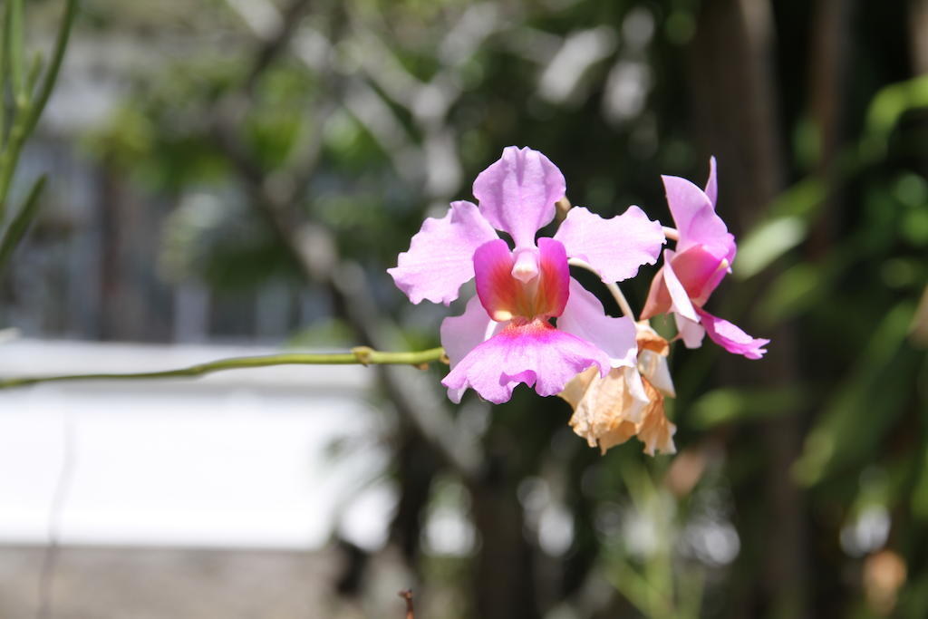 ดาเนียลลา บังกะโล Bel Ombre ภายนอก รูปภาพ